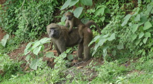 Olive baboon (Papio anubis)